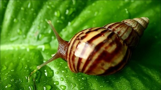 褐色的条纹蜗牛在雨后充满活力的绿叶上缓慢地移动着水滴视频素材模板下载