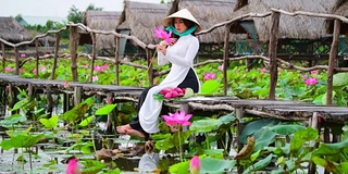 越南妇女抱着莲花坐在莲花地里，越南