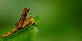 蚱蜢在热带雨林里吃绿叶。