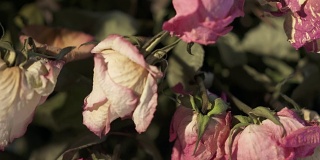 一束枯萎的玫瑰花。干粉奶油黄色玫瑰特写