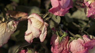 一束枯萎的玫瑰花。干粉奶油黄色玫瑰特写视频素材模板下载