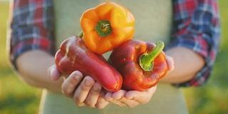 农夫的手里拿着多汁的保加利亚辣椒。新鲜蔬菜从田野的概念
