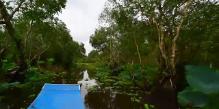 越南湄公河三角洲安江的楚苏靛蓝植物林旅游划艇