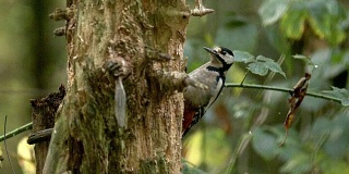 大斑点啄木鸟，主要的树木，成年在树皮树寻找食物，在法国诺曼底，实时
