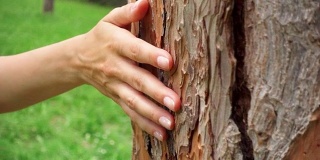 女人的手在一棵老树上慢动作地滑动。女性手触摸树干的硬壳表面