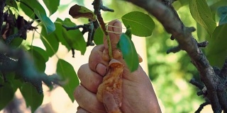 一个男人的手捏碎了挂在树枝上的烂梨，一个园丁从树上摘下了一个烂水果