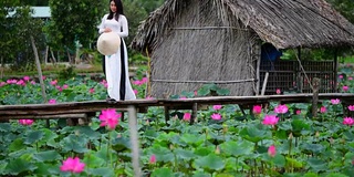 越南妇女举着莲花在莲花地里行走