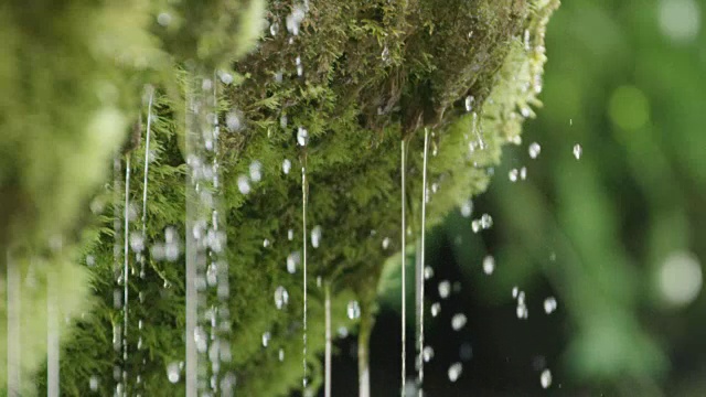 泉水从苔藓上滴下的慢镜头特写