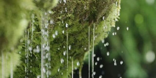 泉水从苔藓上滴下的慢镜头特写