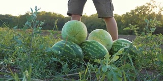 年轻的农民在有机农场的田地里收获西瓜。