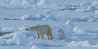 北极熊和幼崽