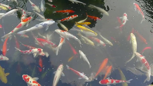 香港宝莲寺的锦鲤池
