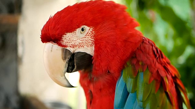 近距离观察红亚马逊猩红色金刚鹦鹉或澳门，在热带丛林森林。丰富多彩的鸟类画像