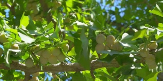 树上几乎是成熟或成熟的银杏果