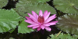 粉红色的莲花在水库中绽放。剪辑4k高分辨率