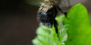 毛茸茸的大黄蜂用它的爪子擦干净腹部，然后飞走。