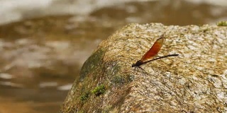 瀑布岩石上的蜻蜓