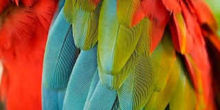 近距离观察红亚马逊猩红色金刚鹦鹉或澳门，在热带丛林森林。丰富多彩的鸟类画像
