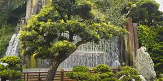 树和一个人在香港南莲花园造瀑布