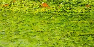 绿色的池塘，叶子在上面流动。秋色宁静。