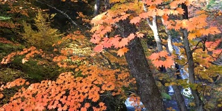 4k红色枫叶和瀑布的秋天季节，日日本
