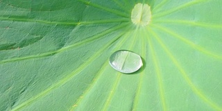 莲花效应驱雨滴