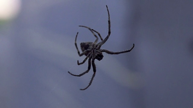 特写蜘蛛织网，危险可怕的昆虫，蜘蛛恐惧症，荒野