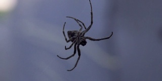 特写蜘蛛织网，危险可怕的昆虫，蜘蛛恐惧症，荒野