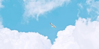 海鸥在蓝色多云的天空中飞翔