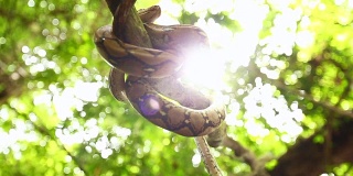 手持摄像机运动镜头拍摄了蟒蛇在河上野蛇树上睡觉的情景。树上蟒蛇的剪影。