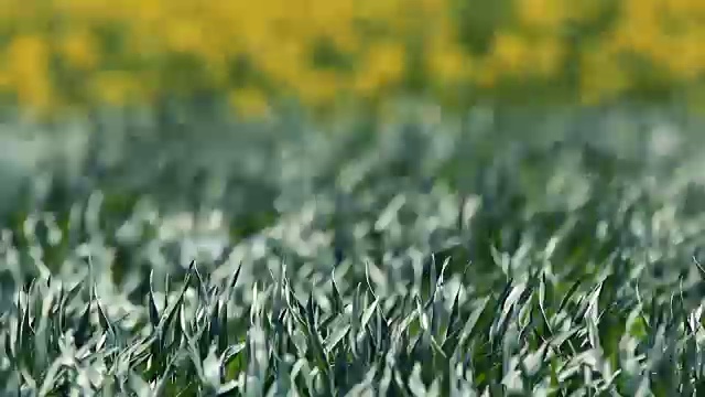 小麦和油菜籽田-自然背景