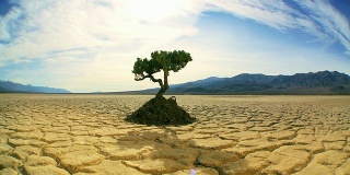 在沙漠景观活树的延时概念拍摄