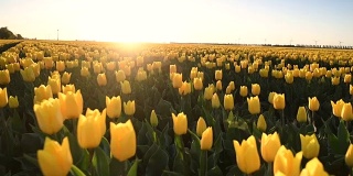 荷兰，一个美丽的春天日落，田野里的黄色郁金香。