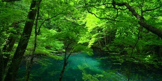 日本青森市白上三池的Wakitubonoike池塘
