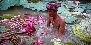 越南安江省安府，一位越南老人在美丽的粉色莲花湖中洗脸，4K慢镜头，文化和生活理念