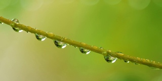 大自然的水滴在新鲜的树枝和小雨的气氛