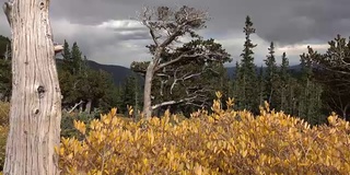 秋天狐尾松林，戈利亚山自然区，埃文斯山荒野科罗拉多州落基山脉