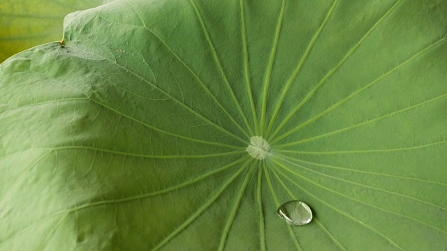 荷叶上的水滴。