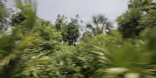 开车经过墨西哥尤卡坦半岛的树叶