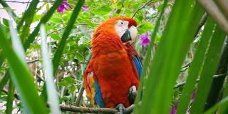 站在热带自然度假胜地的树上的鲜红金刚鹦鹉。亚马逊丛林中的热带鸟类。