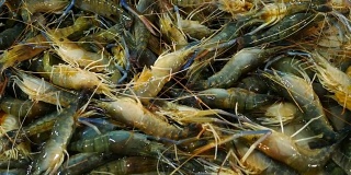 海虾在市场上卖海鲜。