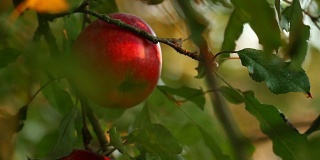 夕阳下，一棵结着红苹果的苹果树。红苹果长在树枝上。用金色的阳光柔和地聚焦在苹果上