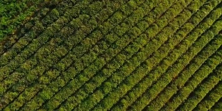 鸟瞰图上均匀排列的茶树种植，生产出口货物