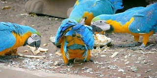 色彩斑斓的金刚鹦鹉在热带自然度假胜地。亚马逊丛林中的热带鸟类。