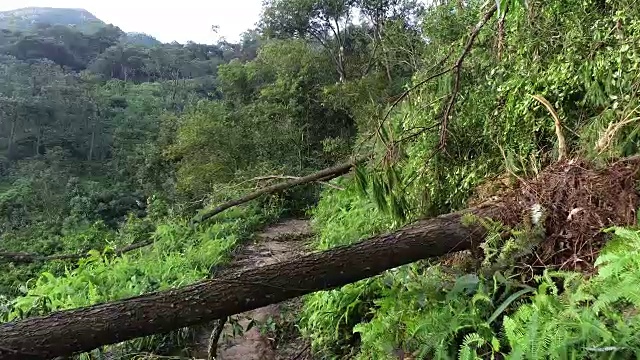 2018年9月16日，超强台风“山竹”登陆中国后，连根拔起的树木挡住了登山小径