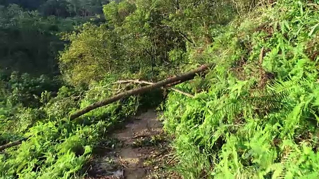 2018年9月16日，超强台风“山竹”登陆中国后，连根拔起的树木挡住了登山小径