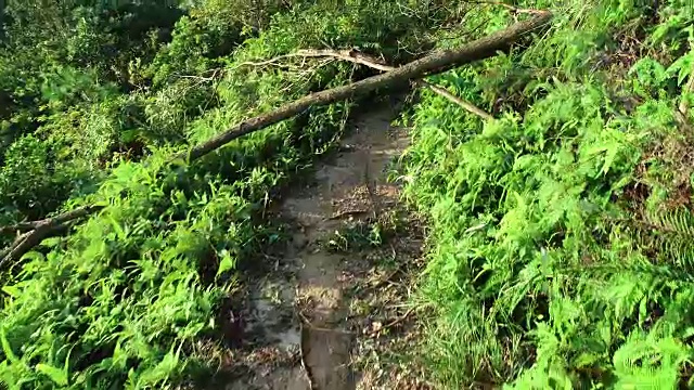 2018年9月16日，超强台风“山竹”登陆中国后，连根拔起的树木挡住了登山小径