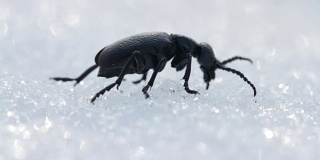 美国油甲虫(水泡甲虫)在春天的雪地上行走。近距离观察野生水疱甲虫