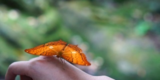 慢动作FHD镜头的橙色蝴蝶拍打翅膀的女人的背面在森林，动物行为和自然的概念