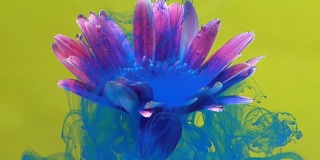 4k蓝墨水滴成花。
